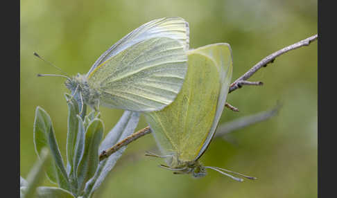 Kleiner Kohlweißling (Pieris rapae)