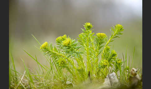 Zypressen-Wolfsmilch (Euphorbia cyparissias)