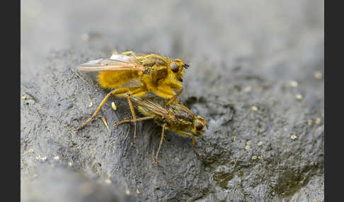 Gelbe Dungfliege (Scatophaga  stercoraria)