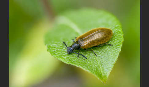 Früher Wollkäfer (Lagria atripes)