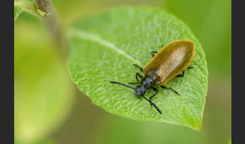 Früher Wollkäfer (Lagria atripes)