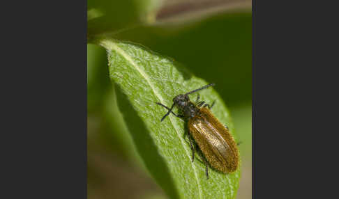 Früher Wollkäfer (Lagria atripes)