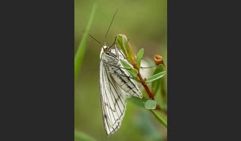 Hartheu-Spanner (Siona lineata)