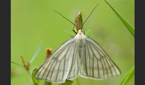 Hartheu-Spanner (Siona lineata)