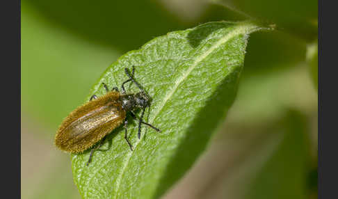 Früher Wollkäfer (Lagria atripes)