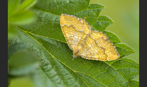 Wellenspanner (Hydria undulata)