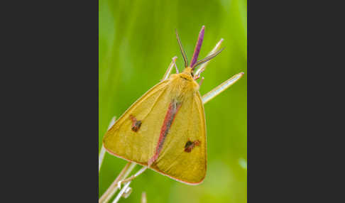 Rotrandbär (Diacrisia sannio)