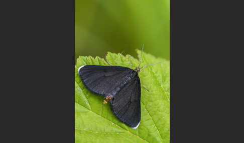 Schwarzspanner (Odezia atrata)