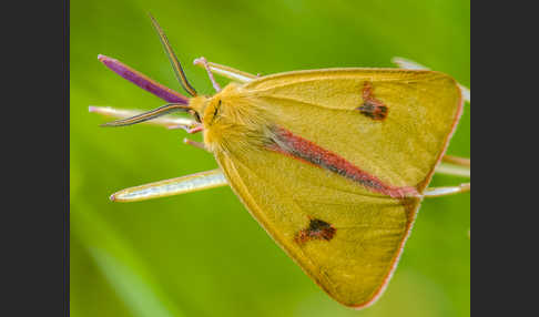 Rotrandbär (Diacrisia sannio)