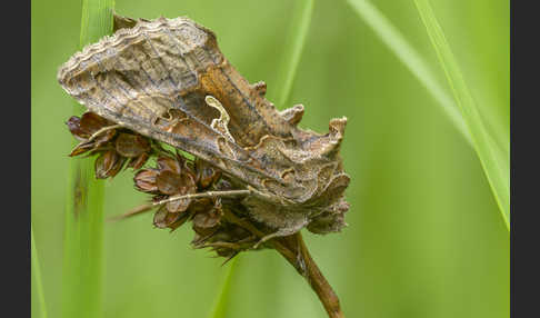 Gammaeule (Autographa gamma)