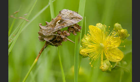 Gammaeule (Autographa gamma)