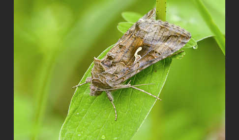 Gammaeule (Autographa gamma)