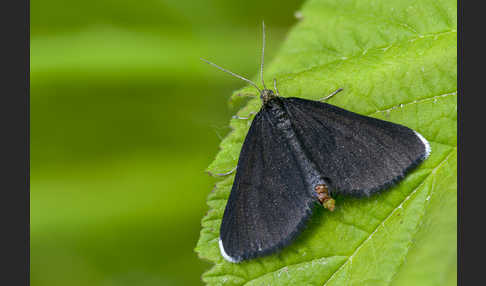 Schwarzspanner (Odezia atrata)