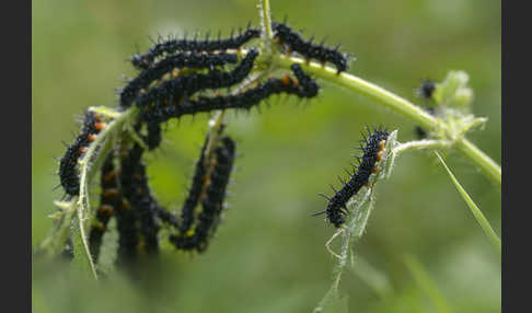 Tagpfauenauge (Inachis io)