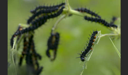 Tagpfauenauge (Inachis io)