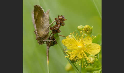 Gammaeule (Autographa gamma)