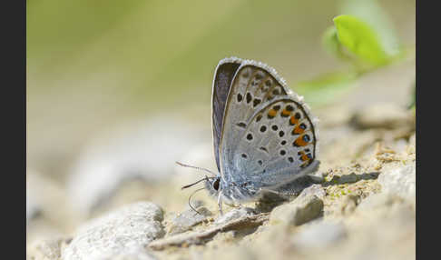 Argus-Bläuling (Plebeius argus)