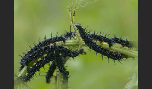 Tagpfauenauge (Inachis io)