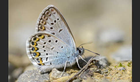 Argus-Bläuling (Plebeius argus)