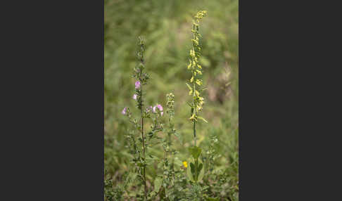 Kurzblättrige Stendelwurz (Epipactis distans)