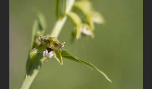 Kurzblättrige Stendelwurz (Epipactis distans)