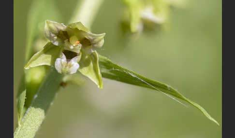 Kurzblättrige Stendelwurz (Epipactis distans)