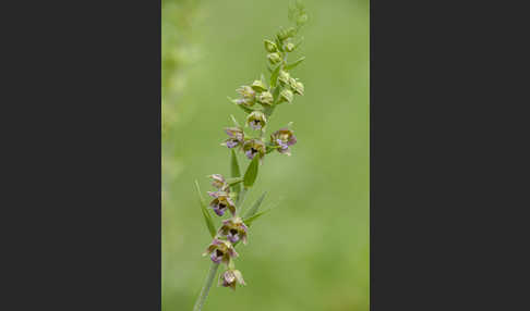 Kurzblättrige Stendelwurz (Epipactis distans)