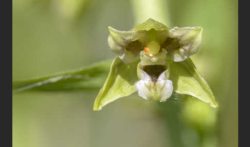 Kurzblättrige Stendelwurz (Epipactis distans)