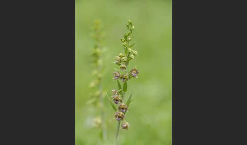 Kurzblättrige Stendelwurz (Epipactis distans)