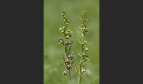 Kurzblättrige Stendelwurz (Epipactis distans)