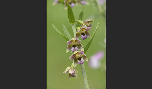 Kurzblättrige Stendelwurz (Epipactis distans)