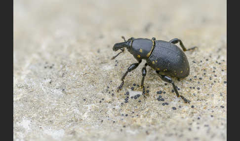 Kleiner Pestwurzrüssler (Liparus germanus)