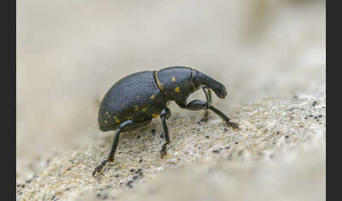 Kleiner Pestwurzrüssler (Liparus germanus)