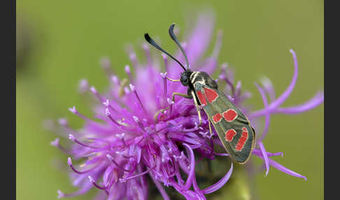 Esparsettenwidderchen (Zygaena carniolica)