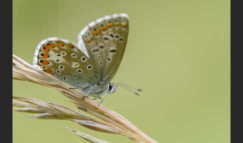 Gemeiner Bläuling (Polyommatus icarus)