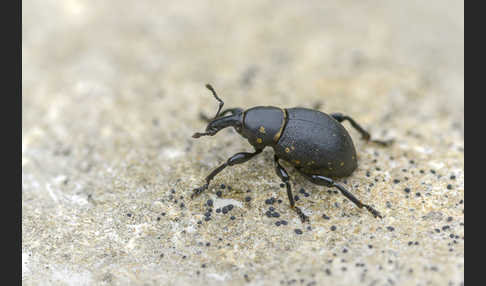 Kleiner Pestwurzrüssler (Liparus germanus)