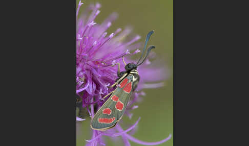 Esparsettenwidderchen (Zygaena carniolica)