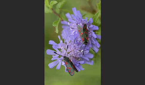 Esparsettenwidderchen (Zygaena carniolica)