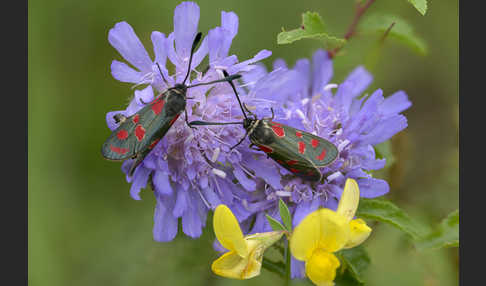 Esparsettenwidderchen (Zygaena carniolica)