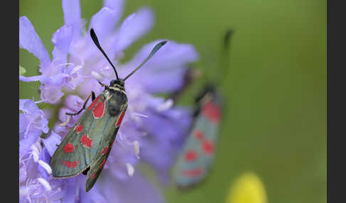 Esparsettenwidderchen (Zygaena carniolica)