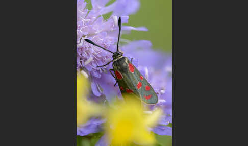 Esparsettenwidderchen (Zygaena carniolica)