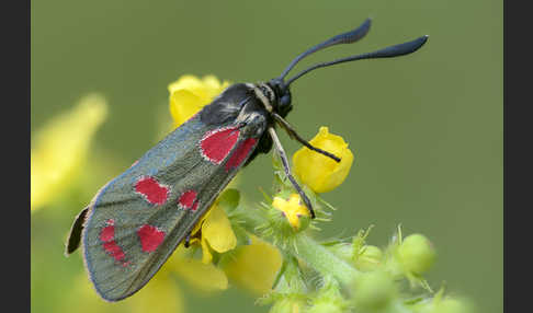 Esparsettenwidderchen (Zygaena carniolica)