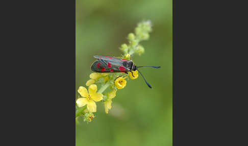 Esparsettenwidderchen (Zygaena carniolica)