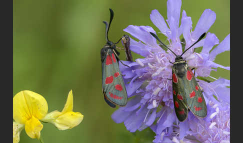 Esparsettenwidderchen (Zygaena carniolica)