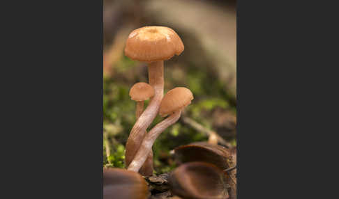 Verdrehter Rübling (Rhodocollybia prolixa)