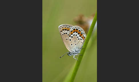 Argus-Bläuling (Plebeius argus)