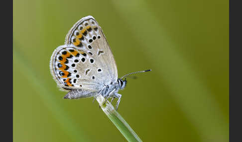 Argus-Bläuling (Plebeius argus)