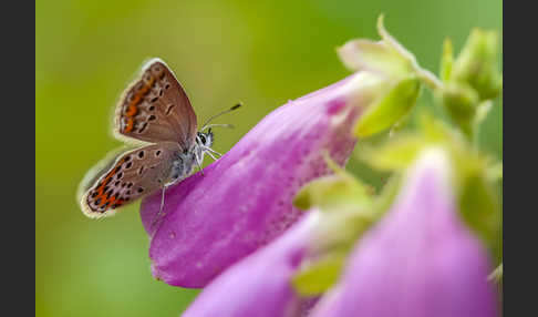 Argus-Bläuling (Plebeius argus)