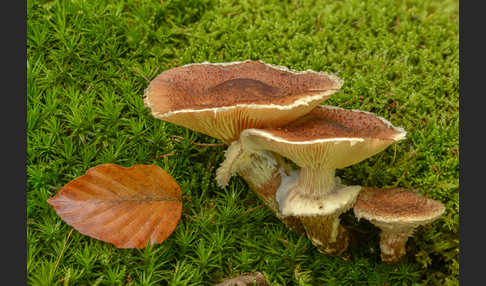 Dunkler Hallimasch (Armillaria ostoyae)