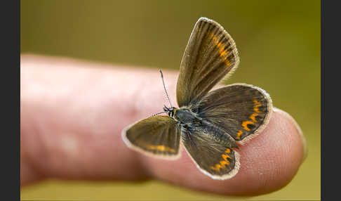 Argus-Bläuling (Plebeius argus)